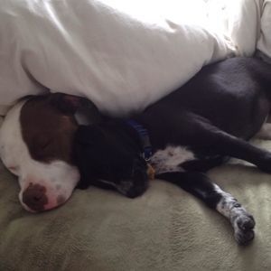 Meet your Posher, Mickey